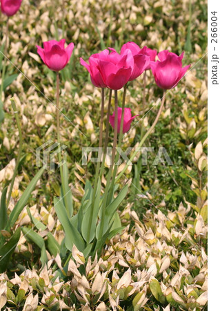 チューリップ チューリップ 266004