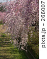 野川のしだれ桜 266007