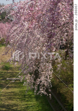 野川のしだれ桜 野川のしだれ桜 266007