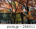 善福寺公園の紅葉 266011