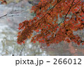 善福寺公園の紅葉 266012