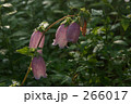 ホタルブクロ 266017