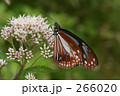 アサギマダラ 266020
