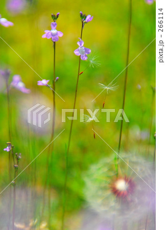 永遠へのメッセージ 266114