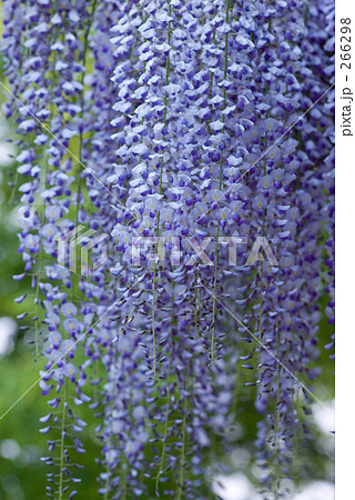 藤の花 266298