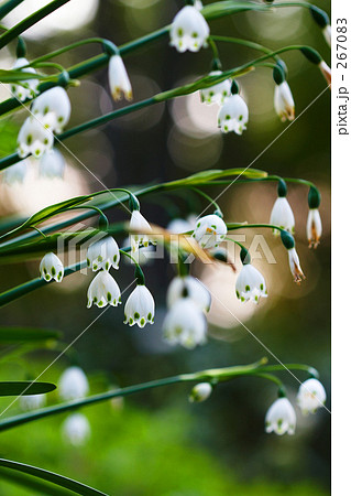 灯火スノーフレーク 267083