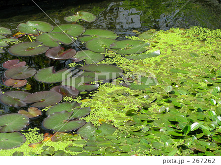 水草たち 267262