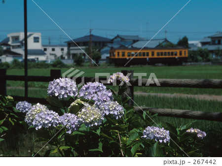 紫陽花に見守られ 267442