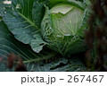 虫食いキャベツ 虫食いキャベツ 267467