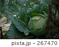 虫食いキャベツ 虫食いキャベツ 267470
