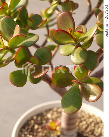 金のなる木 金のなる木 267503