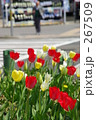 チューリップ チューリップ 267509