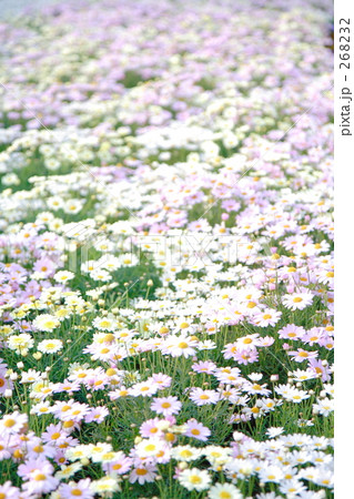 マーガレット畑 268232