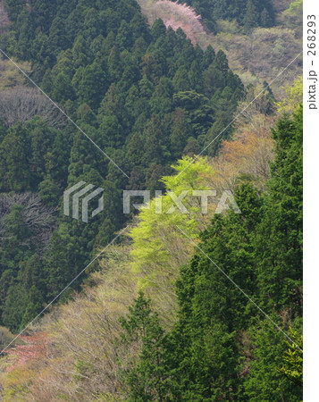 植林と新緑の山模様 植林と新緑の山模様 268293