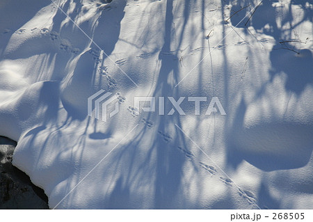 アニマルトラック 268505