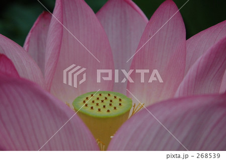 蓮の花 蓮の花 268539