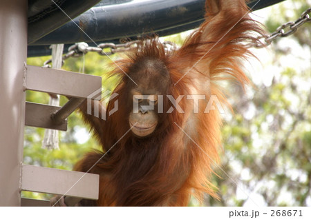 オランウータン オランウータン 268671