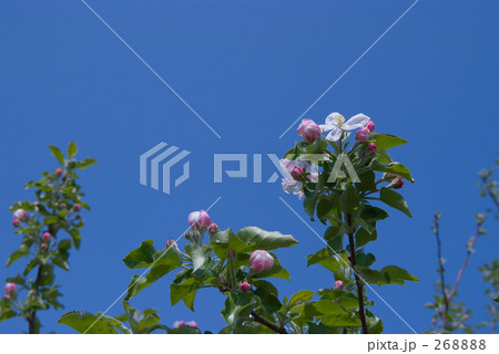 りんごの花と青空 りんごの花と青空 268888