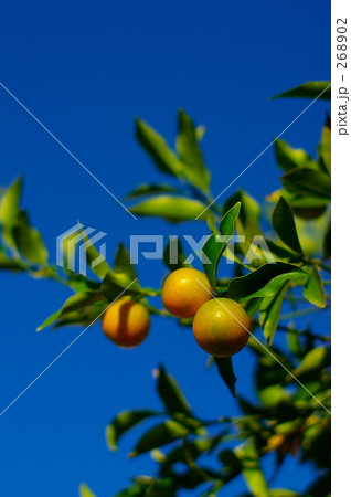 みかんと青空 268902