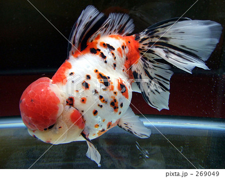 迫力満点 美しく優雅な金魚 東錦 アズマニシキ ３の写真素材