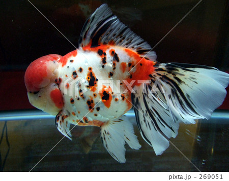 迫力満点 美しく優雅な金魚 東錦 アズマニシキ ２の写真素材
