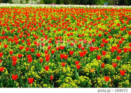 チューリップ畑 チューリップ畑 269072