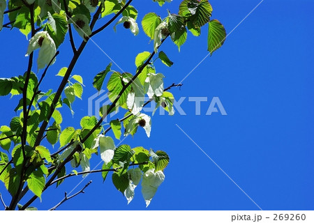 ハンカチノキ 269260