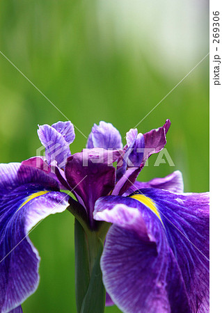 花菖蒲_008 269306