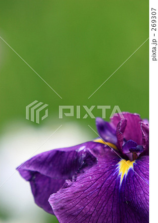 花菖蒲_009 269307