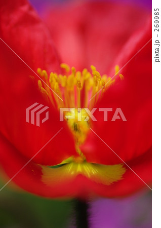 情熱のポピー 269985