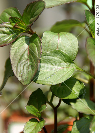 オレンジミント 270452