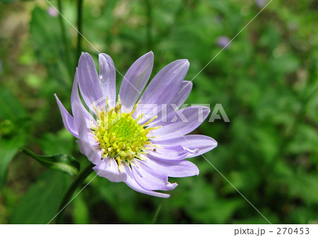 ミヤコワスレ 270453