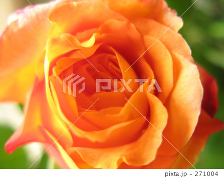 アンネの薔薇 271004