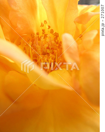 アンネの薔薇 271007