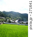 田んぼ 271641
