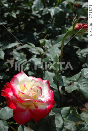 薔薇 271871