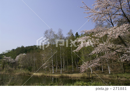 高原の池の七分咲の桜 271881