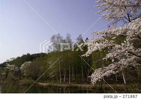 満開の桜咲く池の周り 満開の桜咲く池の周り 271887
