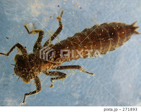 トンボの幼虫ヤゴの写真素材 2713