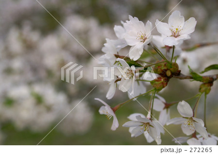 枝の先に咲く満開の桜の花、クローズアップ。 272265