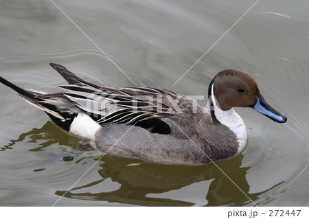 オナガガモ 272447