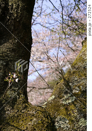 苔むした桜の幹と花 272524