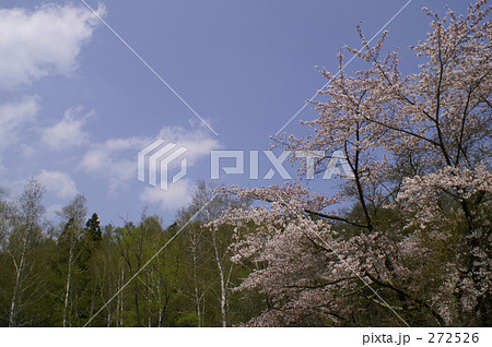 晴れた日の山の桜 晴れた日の山の桜 272526