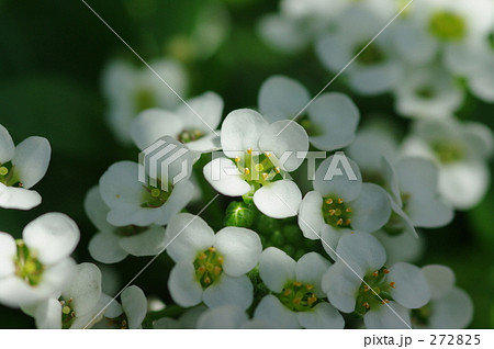 木漏れ日に光る宝石 272825