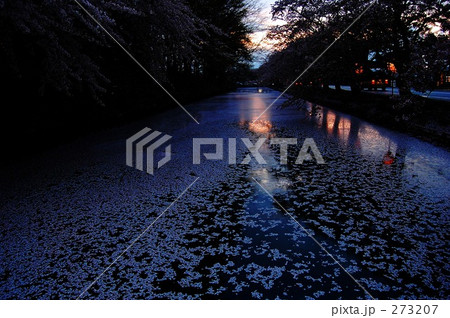 "Sunset Sakura" 273207