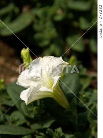 ペチュニアの開花 273282