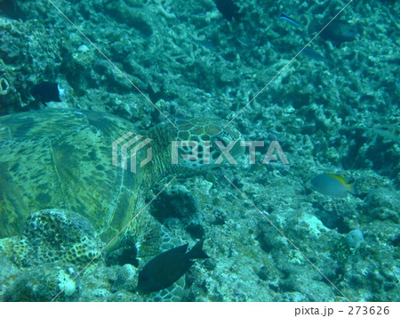 アオウミガメ７ 273626