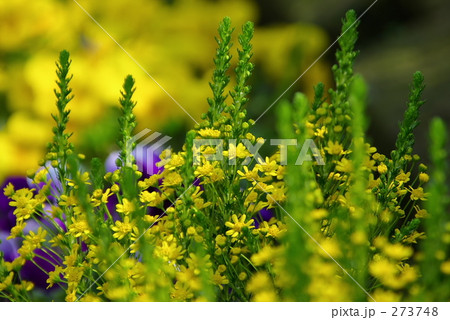 ゴールデン・クラッカー ゴールデン・クラッカー 273748