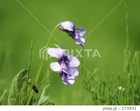 スミレ スミレ 273931