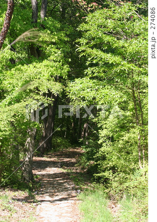 緑の小道 緑の小道 274086
